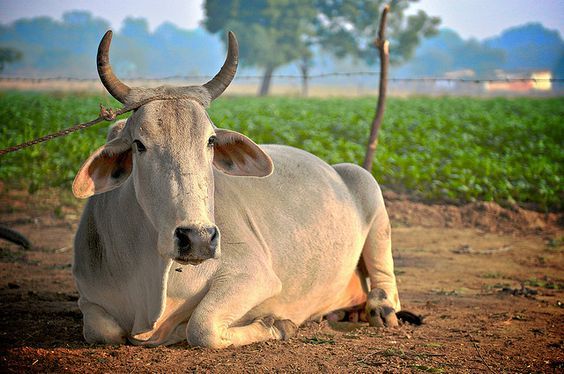 cow r