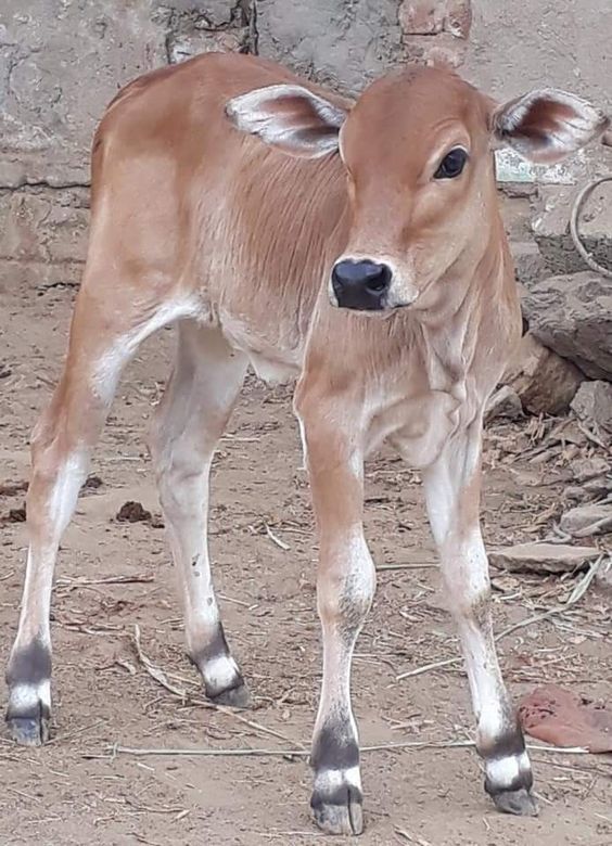 cow rr