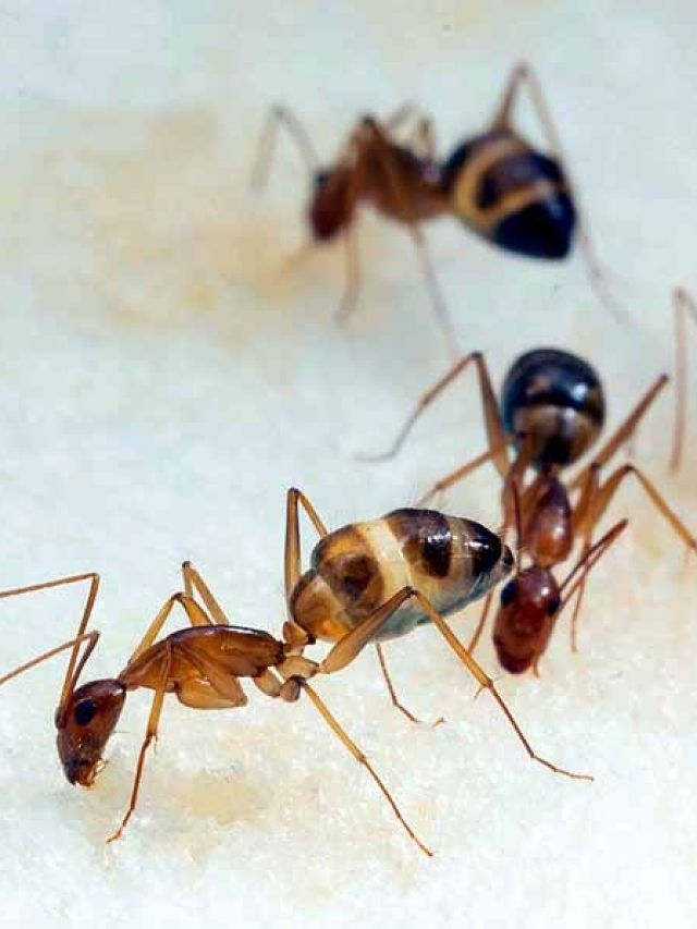 चौंकिए मत...सिर्फ इंसान ही नहीं ये जीव भी कर सकता है मेडिकल ऑपरेशन!