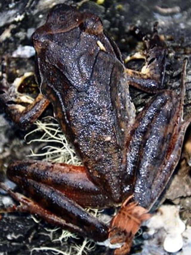 क्या आपने देखा है सींग वाला मेंढक? भारत के इस राज्य में मिली है नई प्रजाति