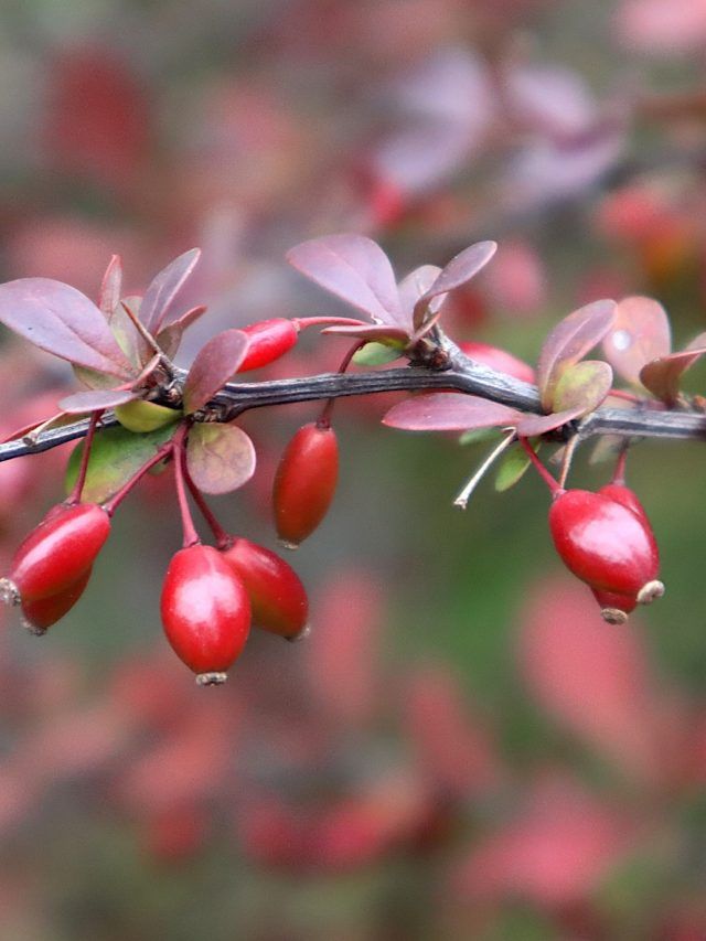 डायबिटीज को कंट्रोल रखेगा इस पेड़ की छाल का काढ़ा, पीलिया में भी फायदेमंद