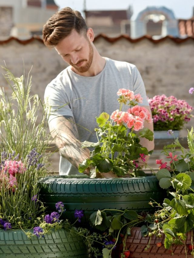 cropped Plants 3