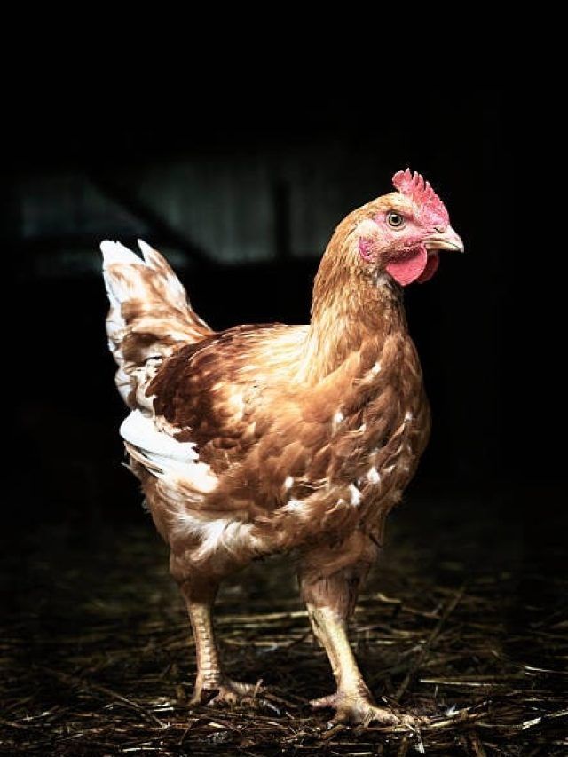 मुर्गे से सीखने चाहिए ये 3 गुण, कभी नहीं हरा पाएगा दुश्मन