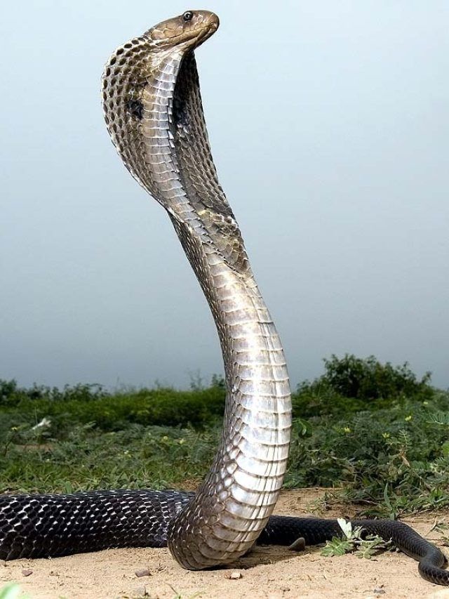 क्या अपने दुश्मनों को याद रख सकता है सांप? जानें एक्सपर्ट्स की राय