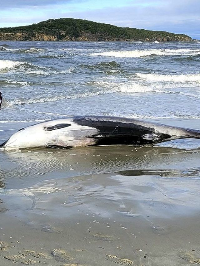 Photos: मरी हुई मिली दुनिया की सबसे दुर्लभ व्हेल, कभी नहीं देखी गई जिंदा