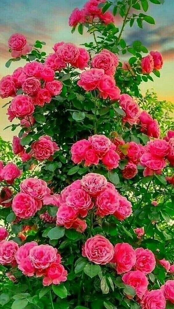 c681e8b23a5f1923aa03e1ed878a4e53