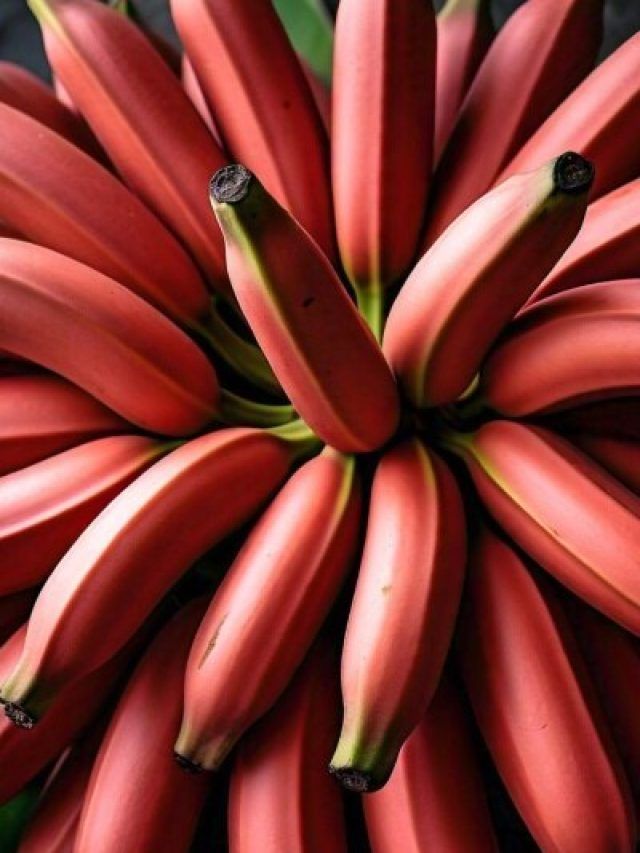 पीला नहीं, अब खाएं लाल केला, शरीर के कई अंगों को एक साथ होगा फायदा