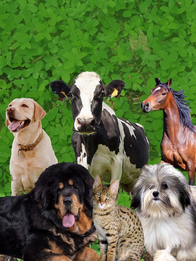 'From racehorses to designer dogs': The most expensive pets that money can buy