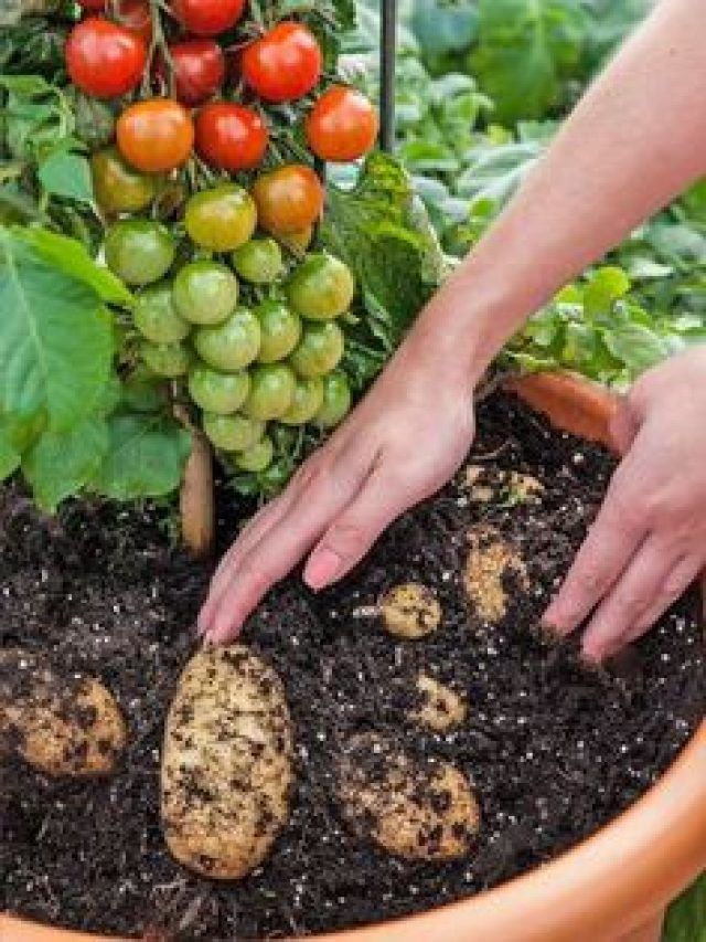 Gardening Tips: छत पर सब्जी उगाने से पहले इन बातों का जरूर रखें ध्यान