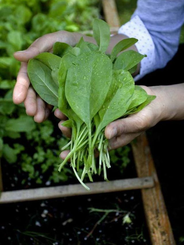 किचन गार्डन में आसानी से उगाएं पालक, यहां से ऑनलाइन खरीदें बीज