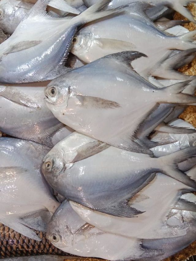 मछली पालकों को सरकार ने दी बड़ी राहत, इस योजना के लिए बढ़ाई आवेदन की तारीख