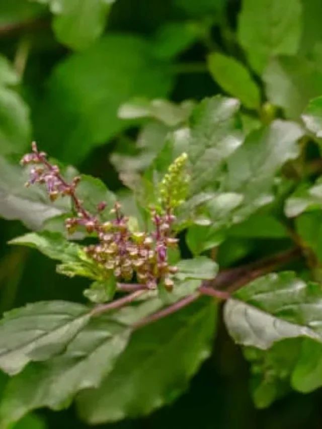 राम या श्याम तुलसी? चाय बनाने में गलत पत्तियों का इस्तेमाल कर देगा आपको बीमार