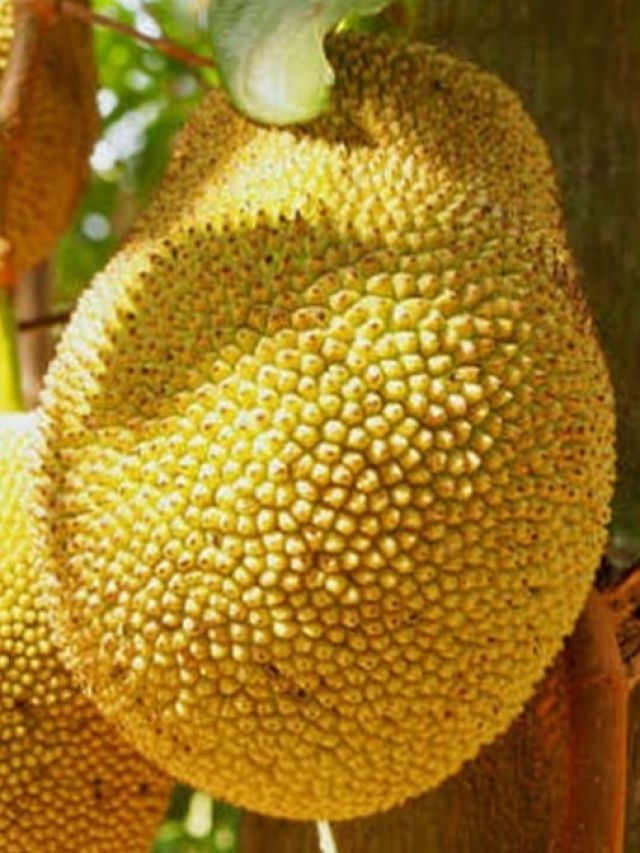 जान लें कटहल को डाइट में शामिल करने के 5 तरीके, बॉडी को मिलेगी भरपूर ताकत