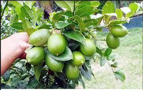 Ajoyib semiz yalangoch joja fotosuratlari