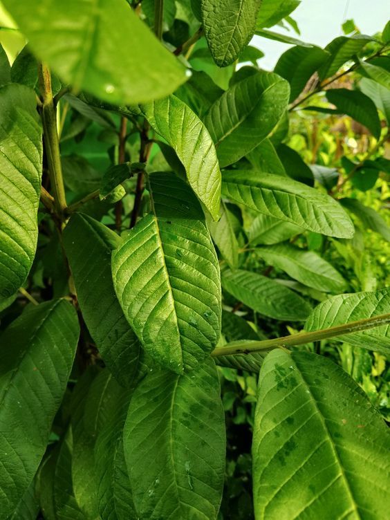 guava leaves 5