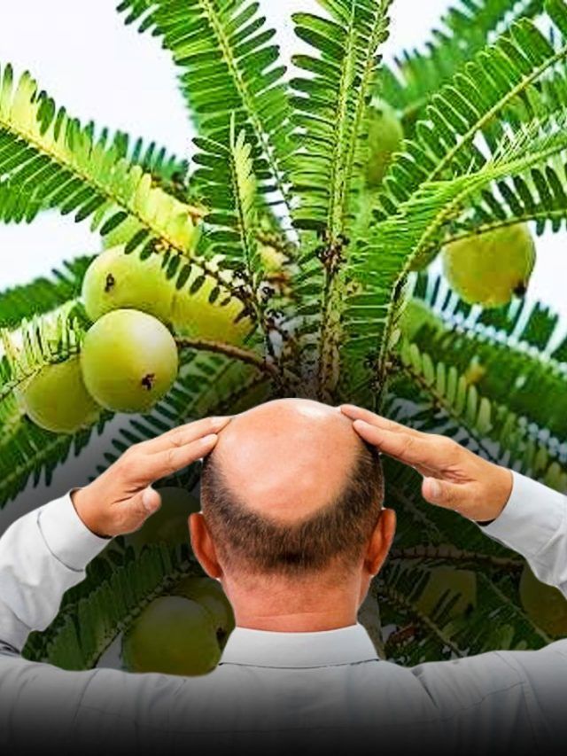 गंजेपन को दूर कर सकते हैं ये 5 चमत्कारी पौधे, ऐसे करें इनका उपयोग