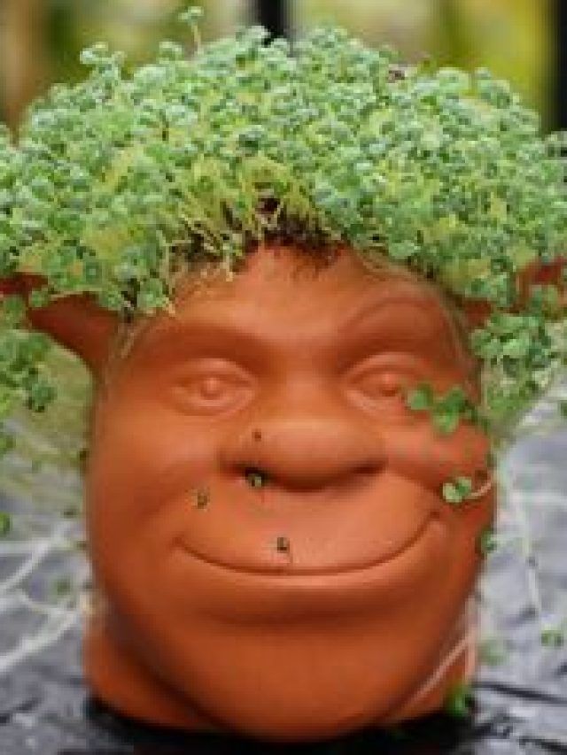 बिना मिट्टी के घर में उगा सकते हैं चिया सीड्स, ये है तरीका