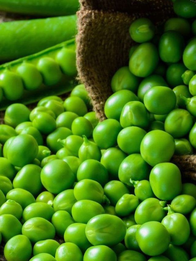 मटर की खेती से बढ़िया कमाई कर सकते हैं किसान, ये हैं बेस्ट वैरायटी