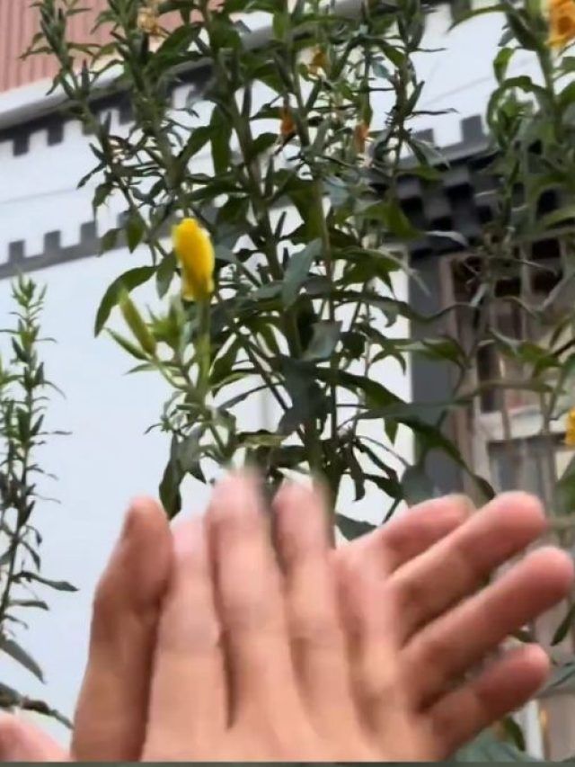 तालियां बजाते ही खिल गया फूल, जानें वायरल वीडियो का सच