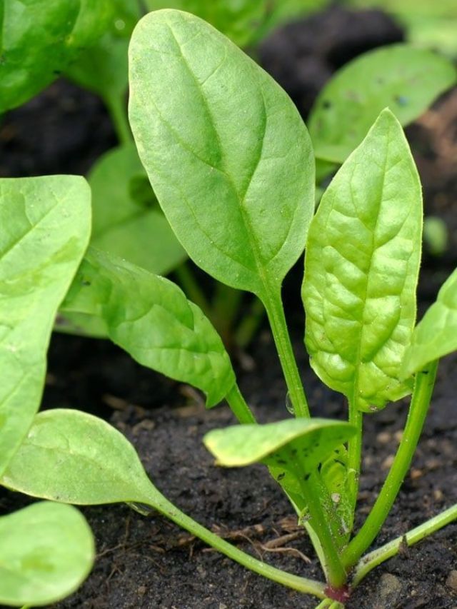 हरी-भरी सब्जी पालक के बारे में कितना जानते हैं आप? दीजिए इन सवालों के जवाब