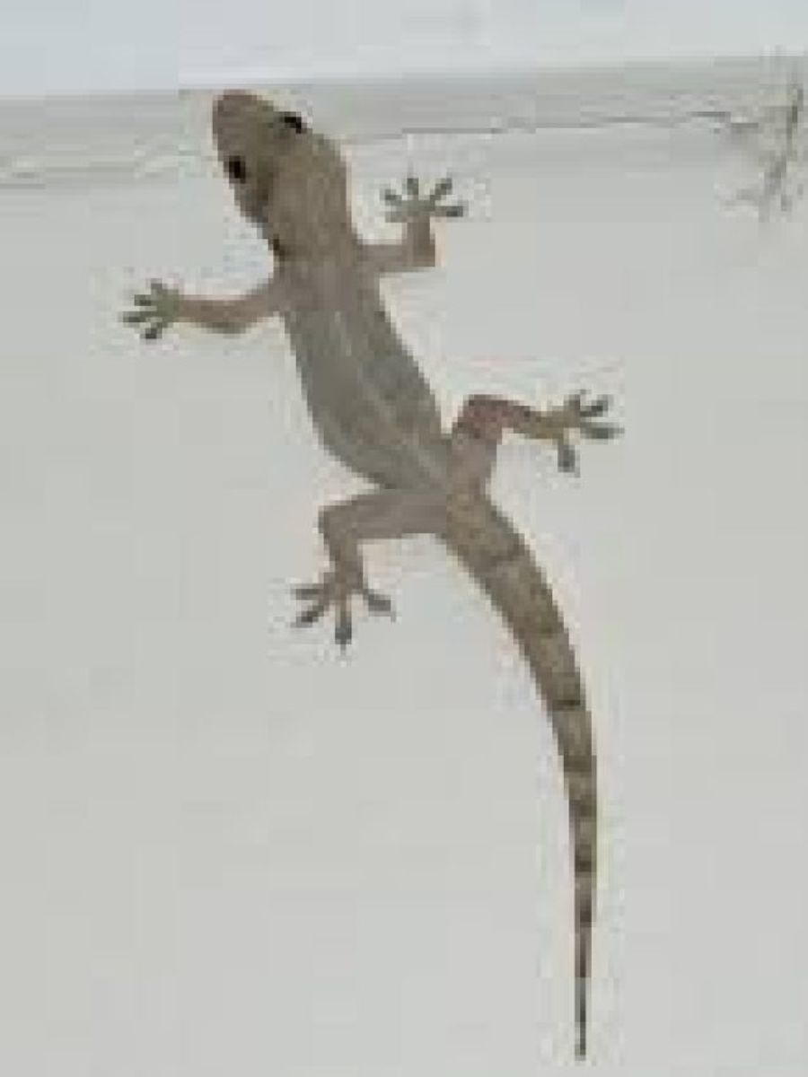 Ogizdagi katta siklar Fohisha uy bekalari ishtirokidagi onlayn porno