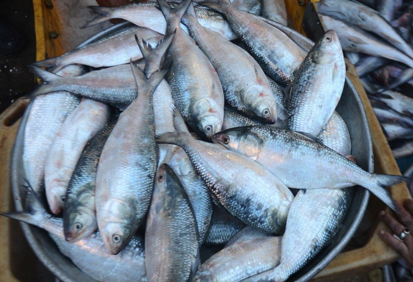 Chiroyli yosh transseksuallar