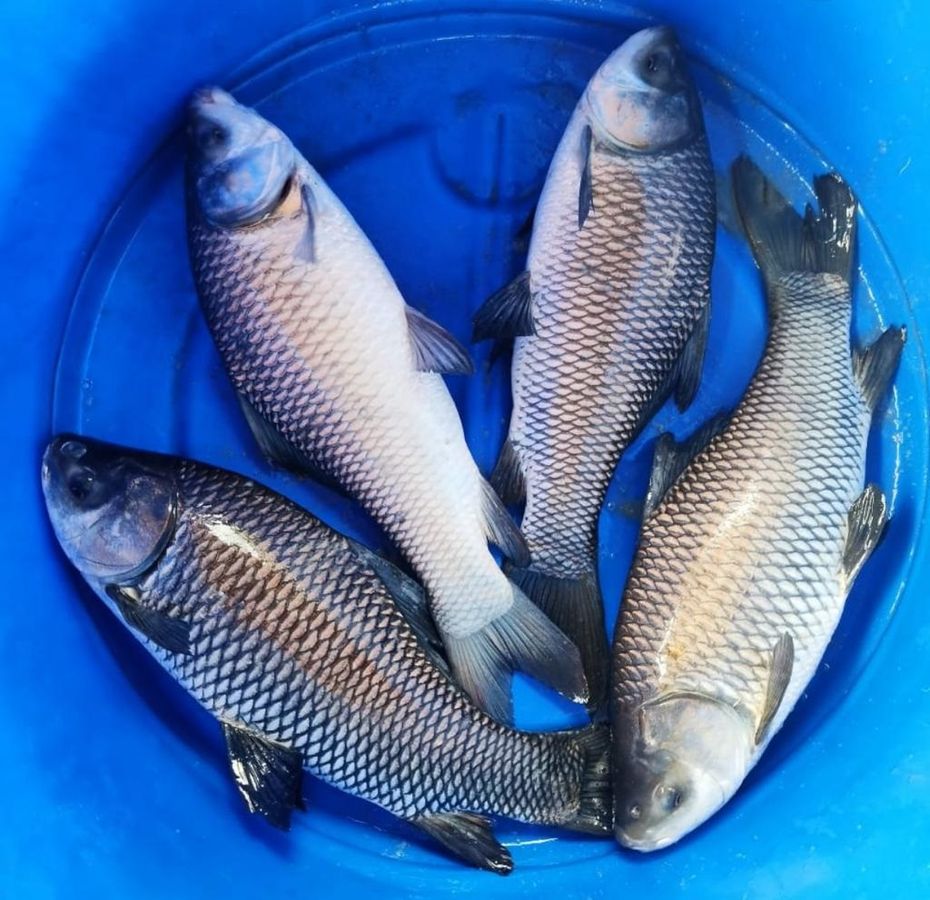 Keksa qora ayollar fotosuratlari Pubik sohada porno suratlar