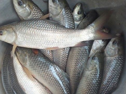 Rus oilalari ortasida yashirin kamera jinsiy aloqa