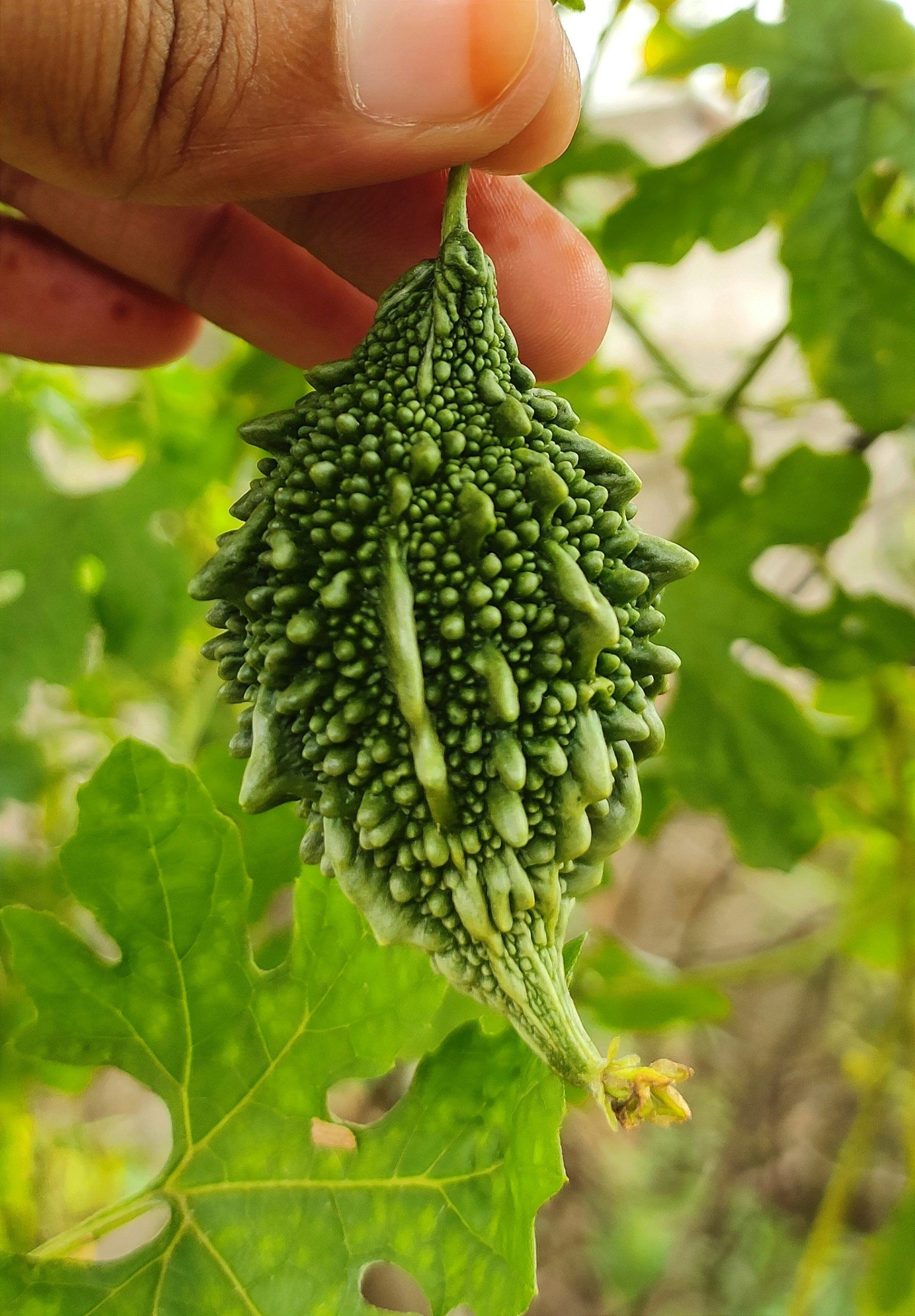 Erotik fotosuratlar va qoramagizlar bilan jinsiy aloqa