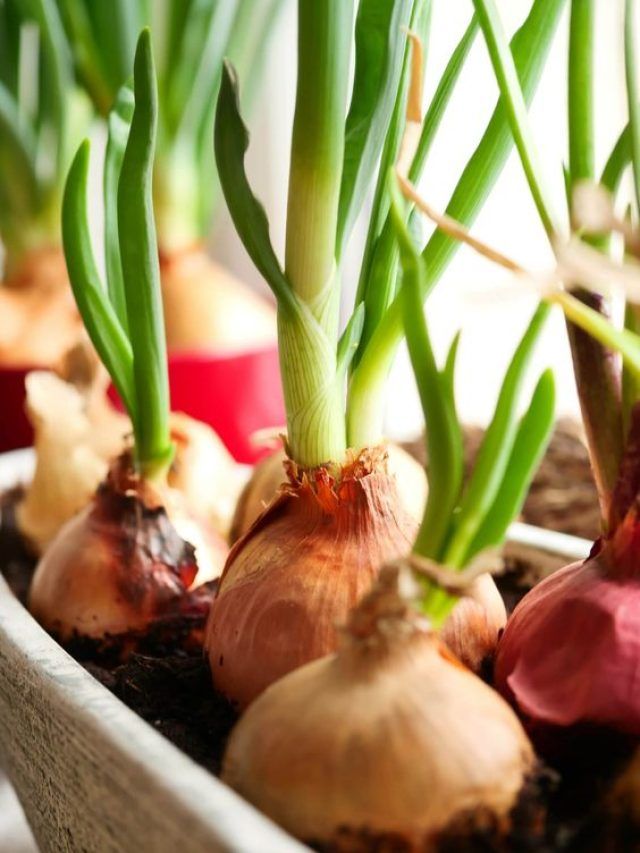 गमले में प्याज उगाना है बेहद आसान, बस ये स्टेप्स करें फॉलो