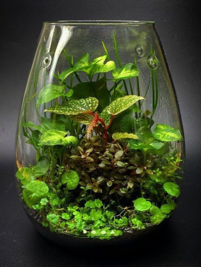 कांच के जार में पौधा लगाने से पहले इन बातों का जरूर रखें ध्यान