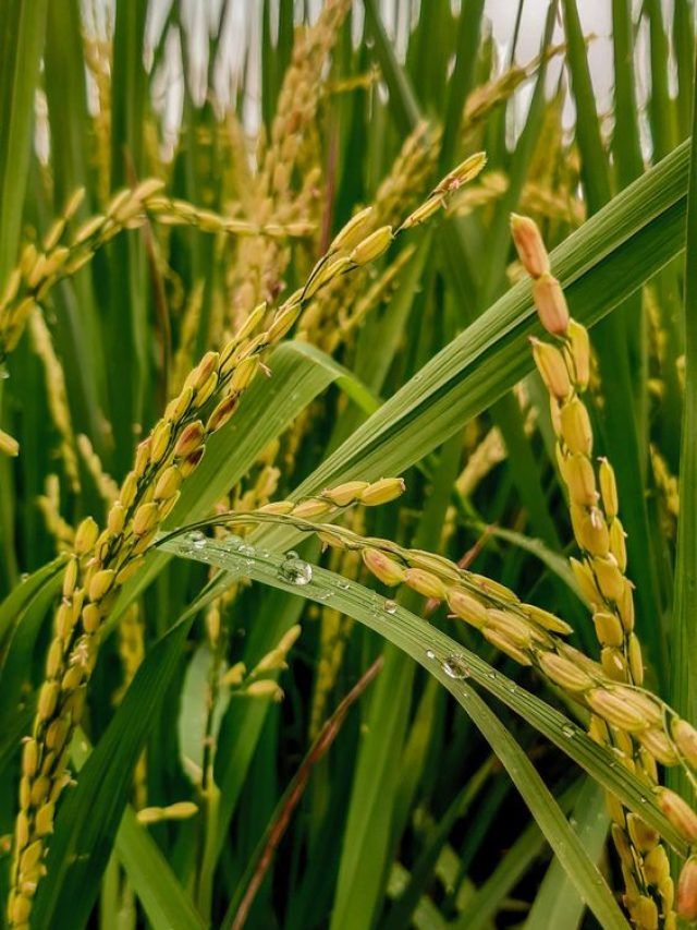 धान कटाई से पहले जरूर करें ये काम, नहीं तो फसल हो सकते हैं खराब