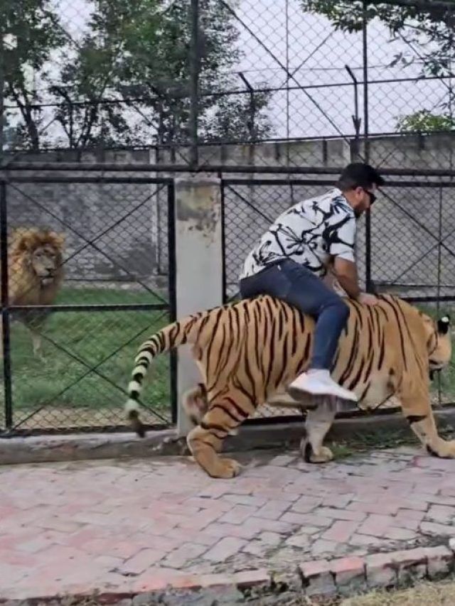 चेन से बंधे टाइगर को पकड़ा और ऊपर बैठ गया, वायरल हो रहा है पाकिस्तानी का वीडियो