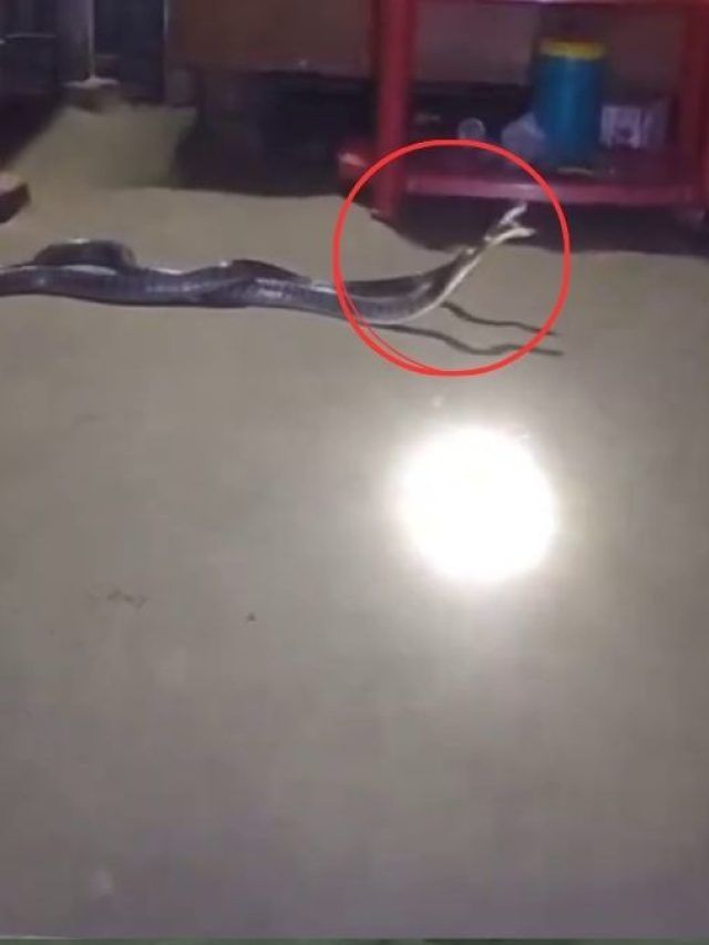 बेडरूम में ऐसे एक दूसरे से उलझे थे सांप, वीडियो देख उड़ जाएंगे होश