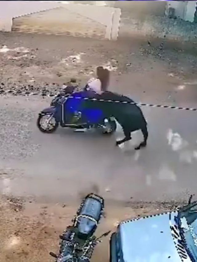 तेज रफ्तार स्कूटी से जा रही महिला से भिड़ी गाय, CCTV में कैद हुआ खौफनाक मंजर