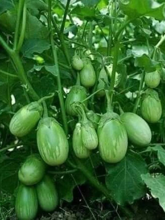 गमले में आसान तरीके से उगाएं हरे बैंगन, नोट करें ये टिप्स