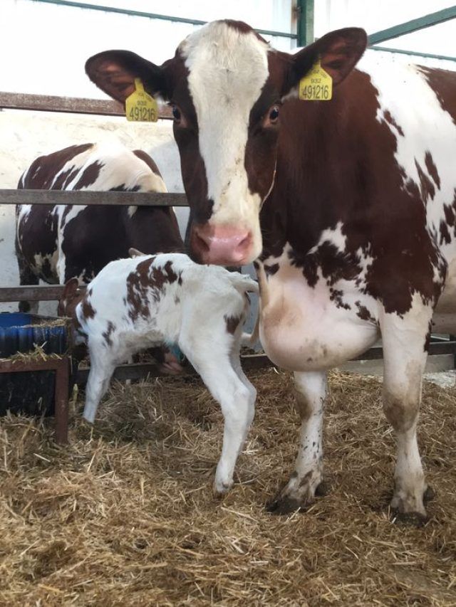 बदलते मौसम में मवेशियों को कई बीमारी का खतरा! जानें लक्षण और बचाव के उपाय