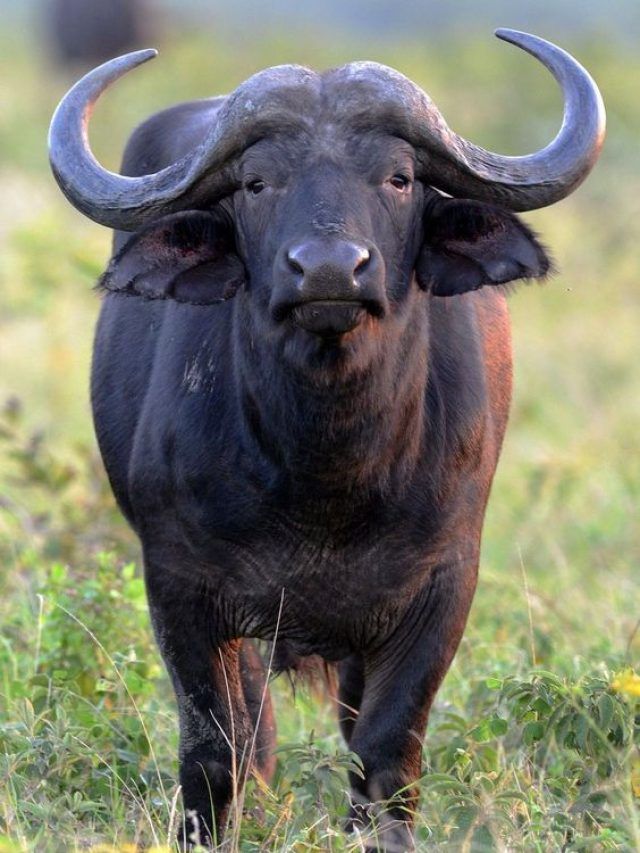 दूध के बिजनेस से मालामाल बन सकते हैं पशुपालक, खरीदें इस नस्ल की भैंस