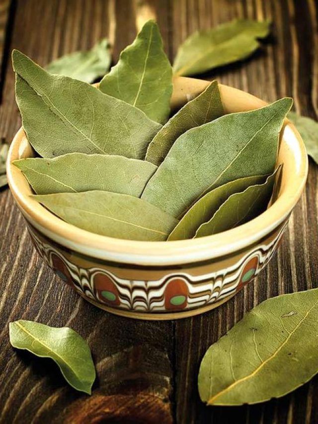 घर में तेजपत्ता उगाना है बहुत आसान, जान लीजिए तरीका