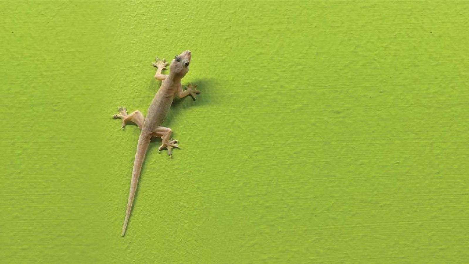 Tukli teshiklar fotosurati Tukli teshiklar fotosurati