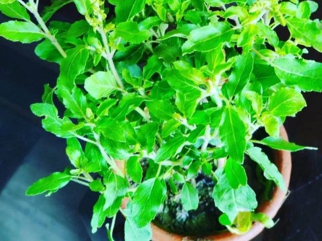 Tuksiz kichkina mushukcha