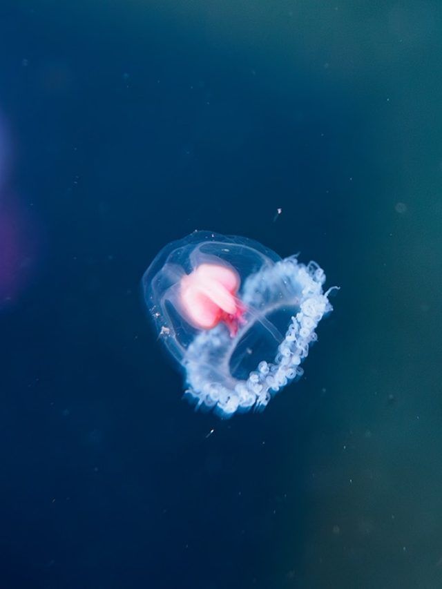This Jellyfish can reverse age to save itself from dying! All about Turritopsis Dohrnii