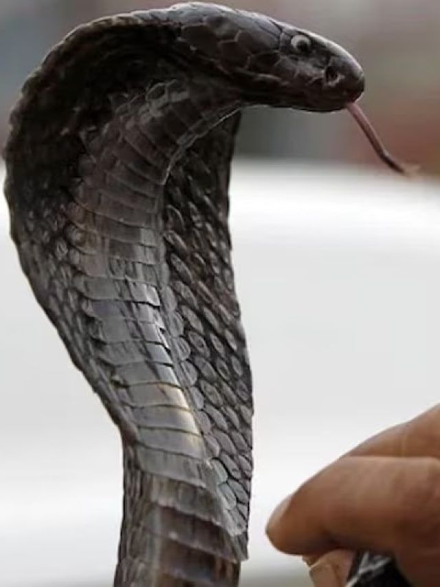 भाग्य चमकने का संकेत है सपने में इन जीवों का दिखना, आ जाएंगे अच्छे दिन