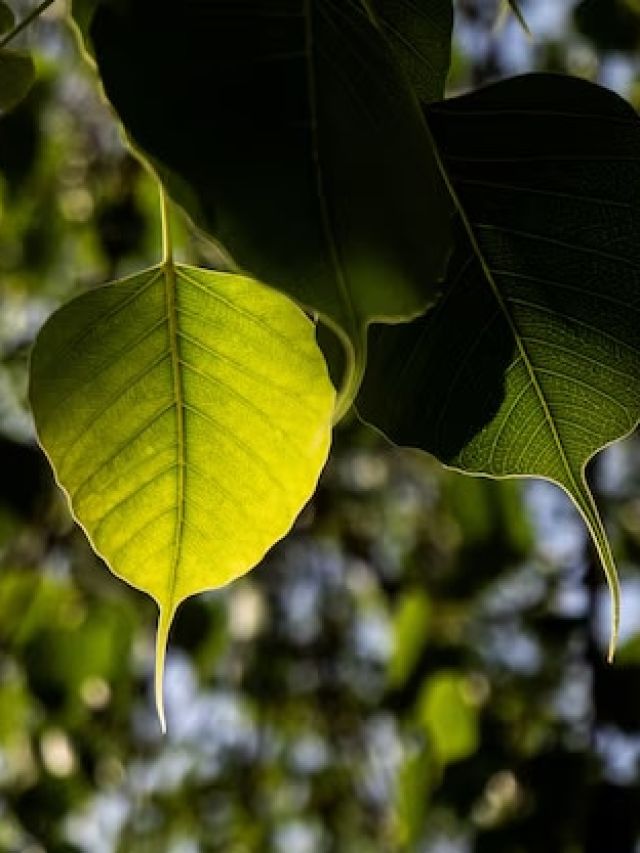 100 फीसदी खरा सोना है ये छोटा सा पत्ता! हैरान कर देंगे तीन जबरदस्त फायदे