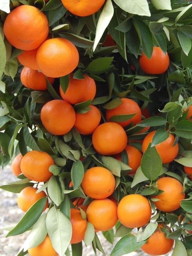 सर्दियों में रोज जरूर खाएं 1 संतरा, फायदे उड़ा देंगे आपके होश