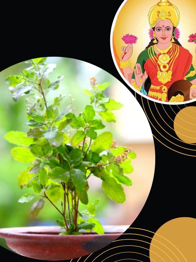 तुलसी विवाह पर भूलकर भी न करें ये 5 गलतियां, घर से लौट जाएंगी धनलक्ष्मी