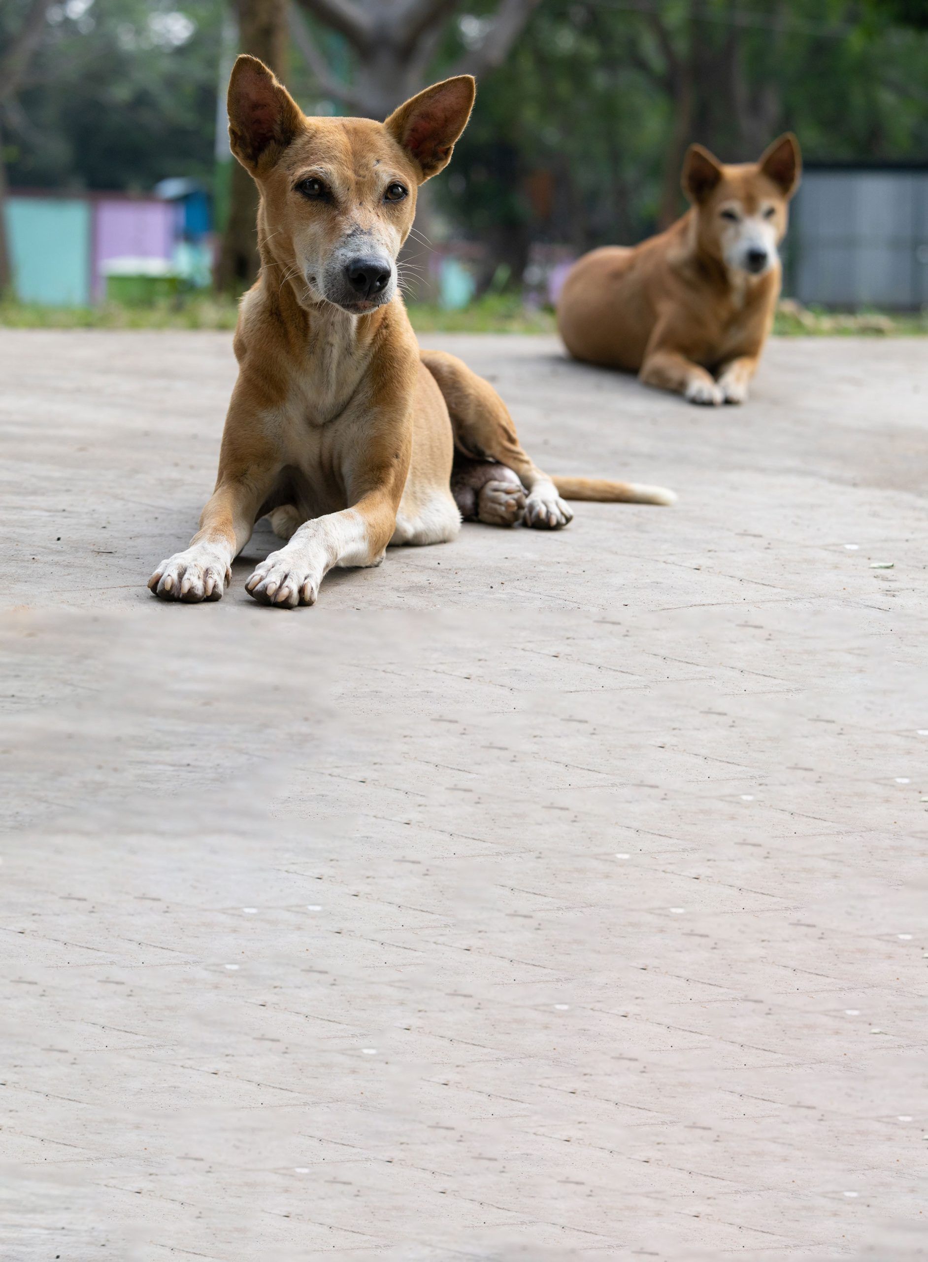dogs streetITG 1732874356495