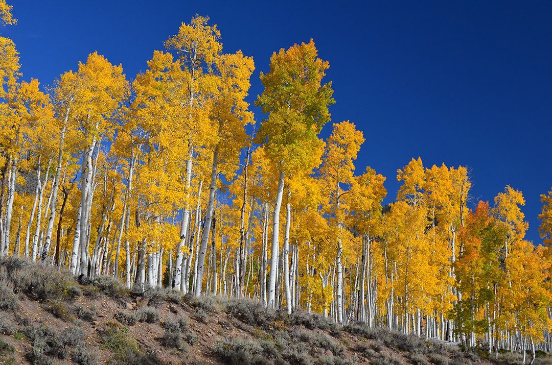 Pando2