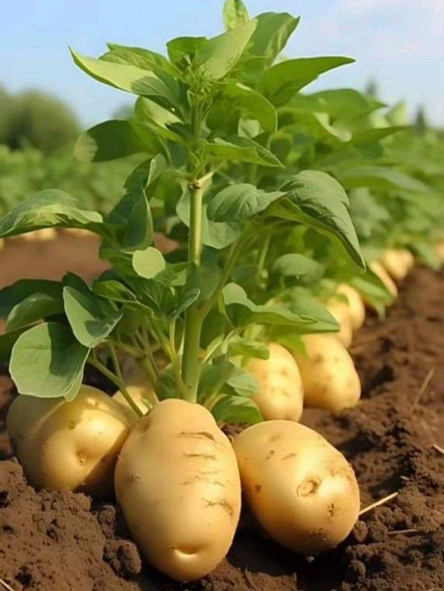 सर्दियों में आलू की फसल को पाला से बचाने के लिए जरूर करें ये काम