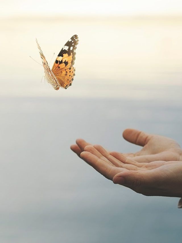 ‘Butterflies in winter’: The alarming truth behind Delhi’s warm December